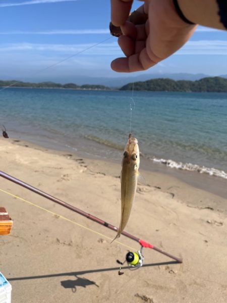 やっと糸島にもキスが近付いてきました