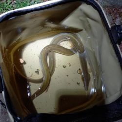 春のうなぎ釣り開幕！