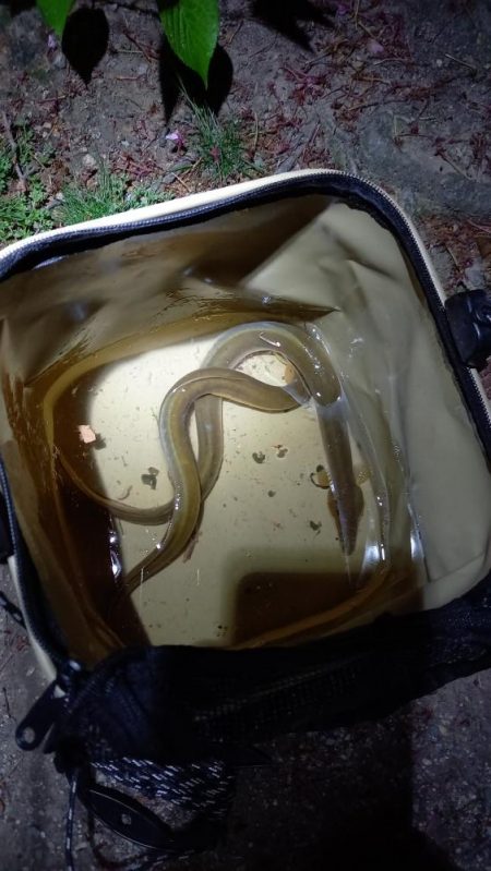 春のうなぎ釣り開幕！