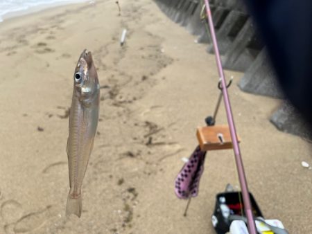 まだキスの接岸には早かったようです