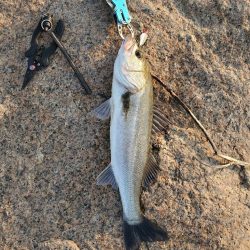 今季初シーバス