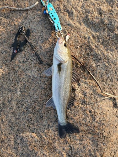 今季初シーバス