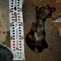 春アオリイカ狙い