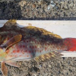 和歌山市江(吉丸渡船)で磯釣り