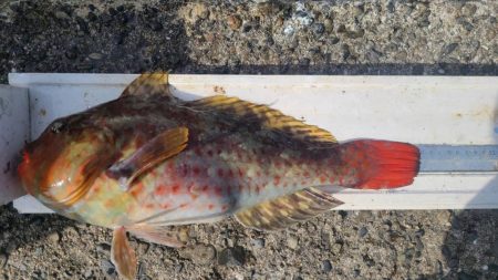 和歌山市江(吉丸渡船)で磯釣り