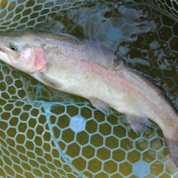 春の魚は強い！ ～岡崎トラウトポンド～