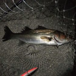 今年初シーバス