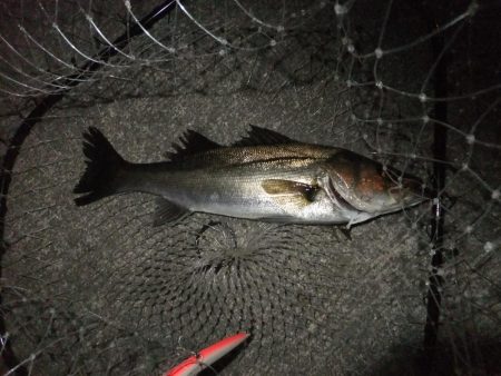 今年初シーバス