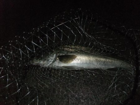 サイズアップ！