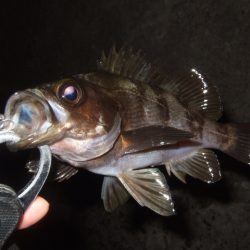 新しいリールで