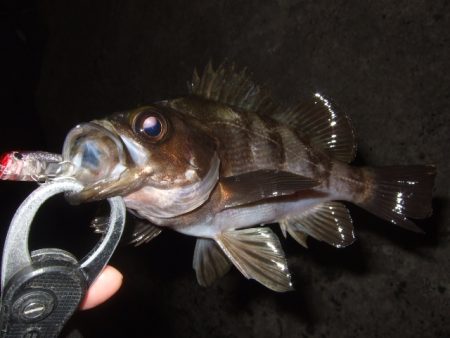 新しいリールで