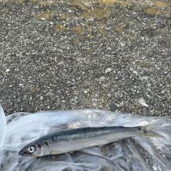 今年も居ます、が…