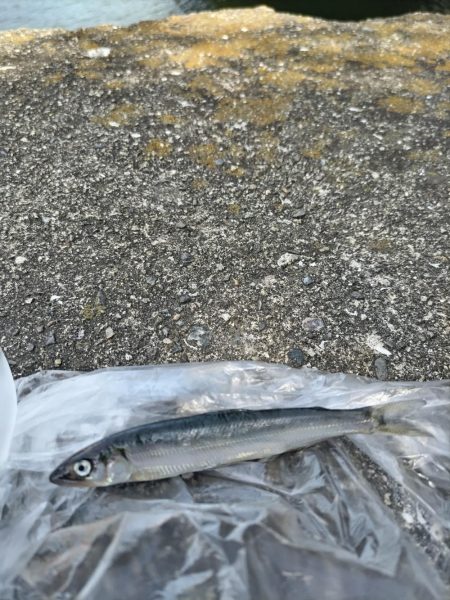 今年も居ます、が…