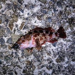 ロックフィッシュ狙いでガシラ連発