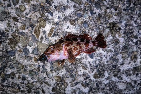 ロックフィッシュ狙いでガシラ連発