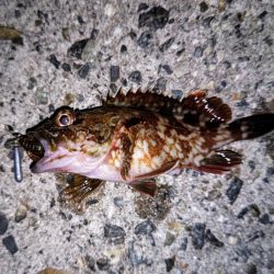 ロックフィッシュ釣行