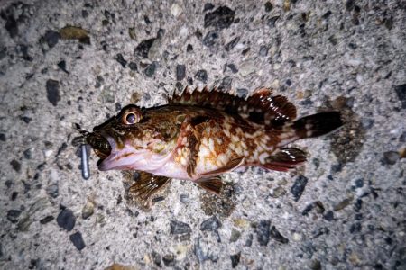 ロックフィッシュ釣行