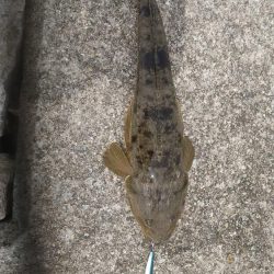 釣り物&場所移動