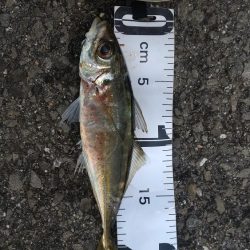 中紀から和歌山北ランガン