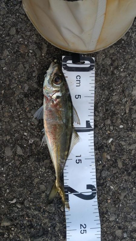 中紀から和歌山北ランガン