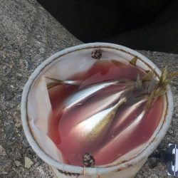 釣れる時に釣っときましょ〜!