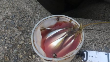 釣れる時に釣っときましょ〜!