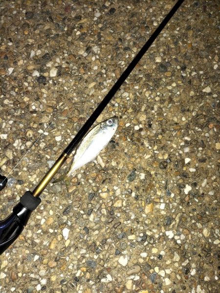 久しぶりの釣行