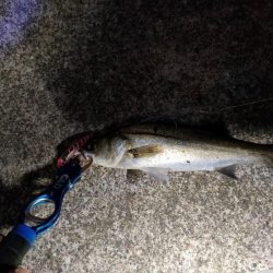 久しぶりの会社帰り釣行でゲット！