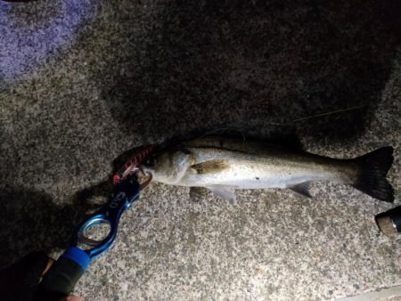 久しぶりの会社帰り釣行でゲット！