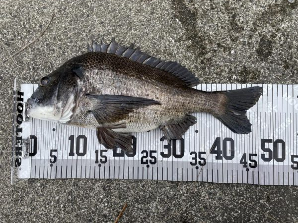 イチノ兄弟、釣果！