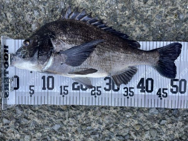 イチノ兄弟、釣果！