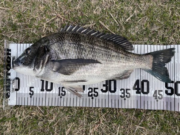 イチノ兄弟、釣果！