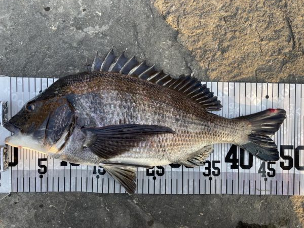 イチノ兄弟、釣果！