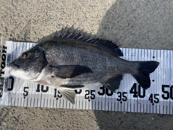 イチノ兄弟、釣果！