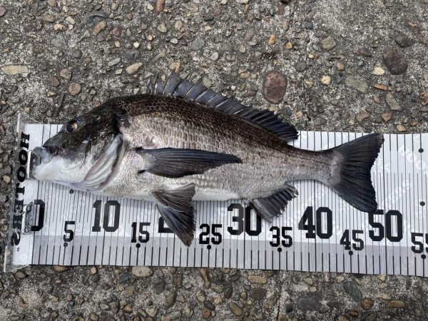 イチノ兄弟、釣果！