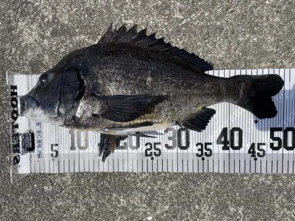 イチノ兄弟、釣果！