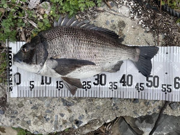 イチノ兄弟、釣果！