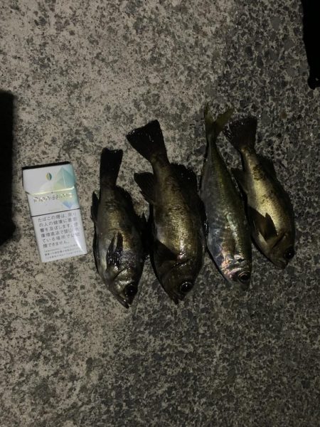 今年の初アジフライ