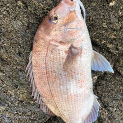 サゴシが食べたい