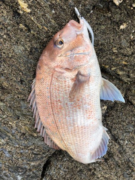 サゴシが食べたい