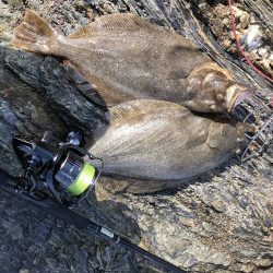 サゴシ食べたい