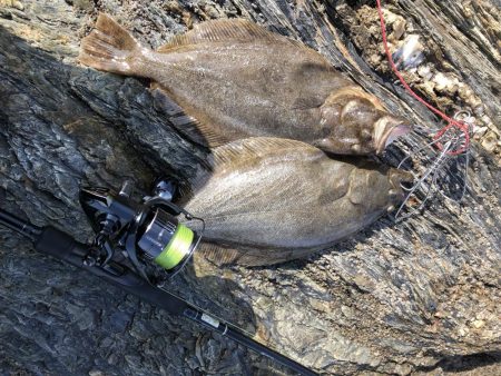 サゴシ食べたい