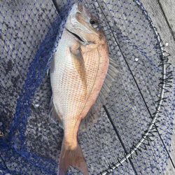 たかたかの釣り日記