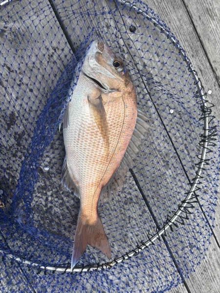 たかたかの釣り日記