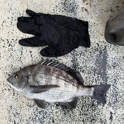 アジ狙いのチヌ