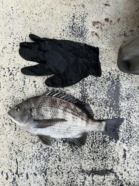 アジ狙いのチヌ