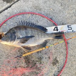 桜の乗っ込みチヌ!