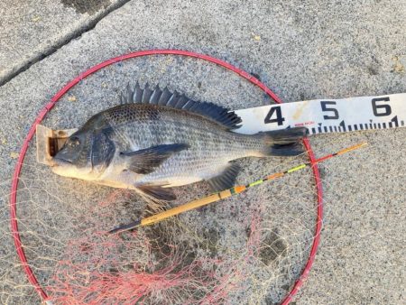 桜の乗っ込みチヌ!