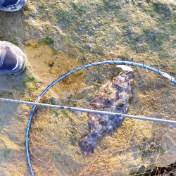 今月も釣れるとは…