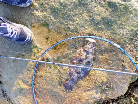 今月も釣れるとは…